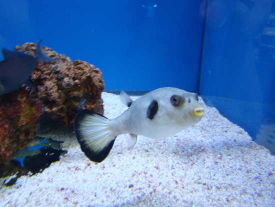  Arothron immaculatus (Immaculate Pufferfish)